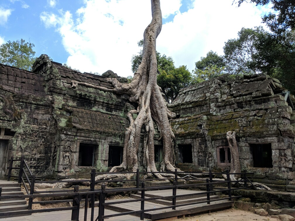 Tronc d'arbre entremêlé à des ruines sur le site des temples d'Angkor