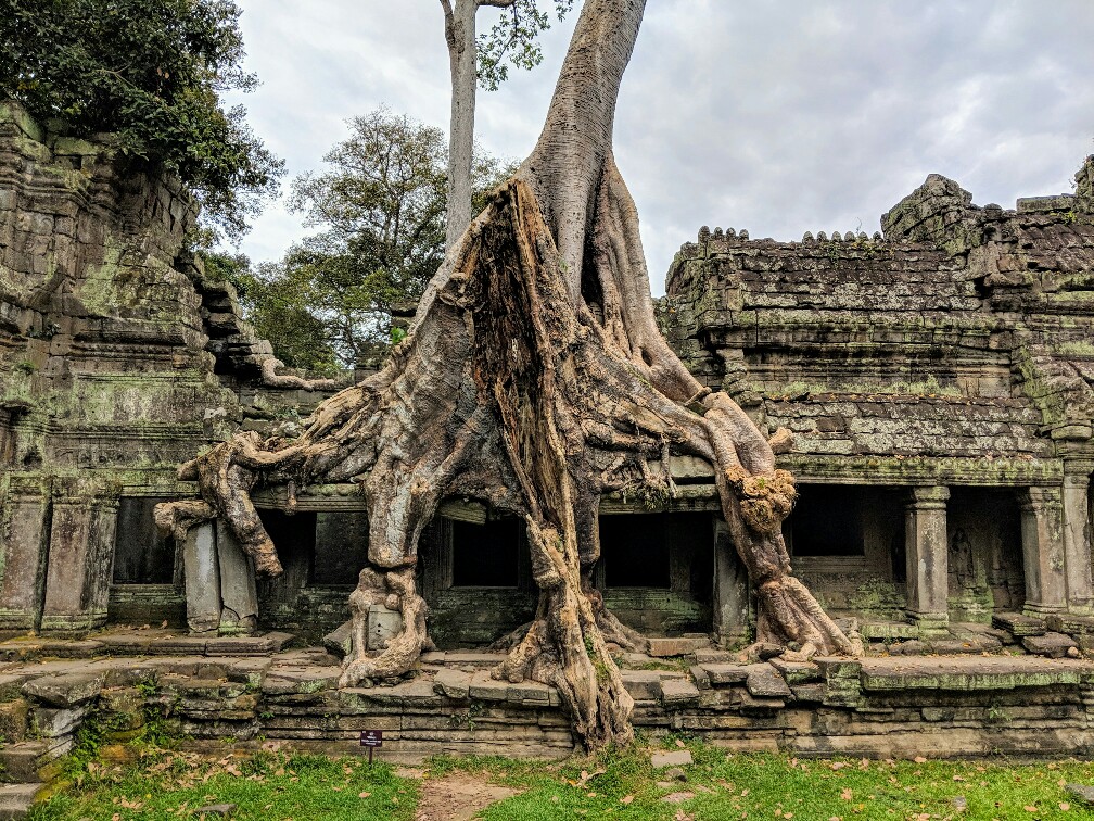 Gallerie écrasée par un arbre au temple de Preah Khan, Cambodge