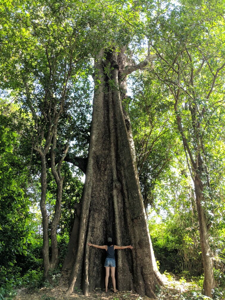 Salomé fait un gros hug à un arbre géant sur l'île de Koh Trong, Cambodge