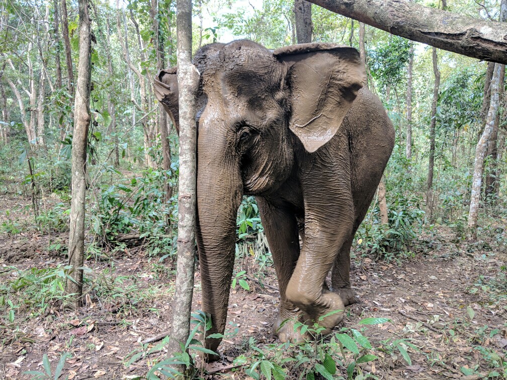Éléphant frotte sa tête contre un arbre, Cambodge