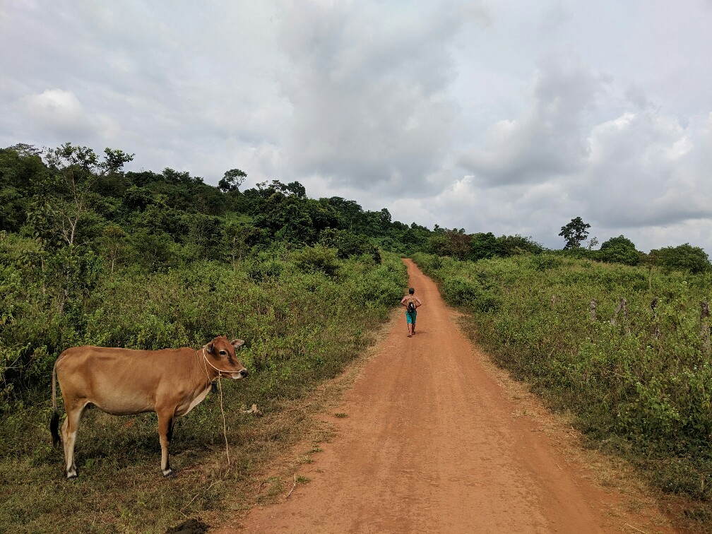 Vache au bord du chemin ocre pour aller au village Bunong, Cambodge