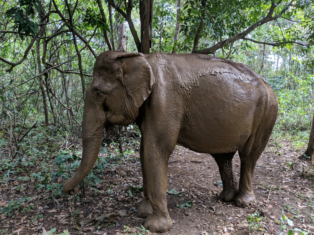Elephant boueux, Sen Monorom, Cambodge