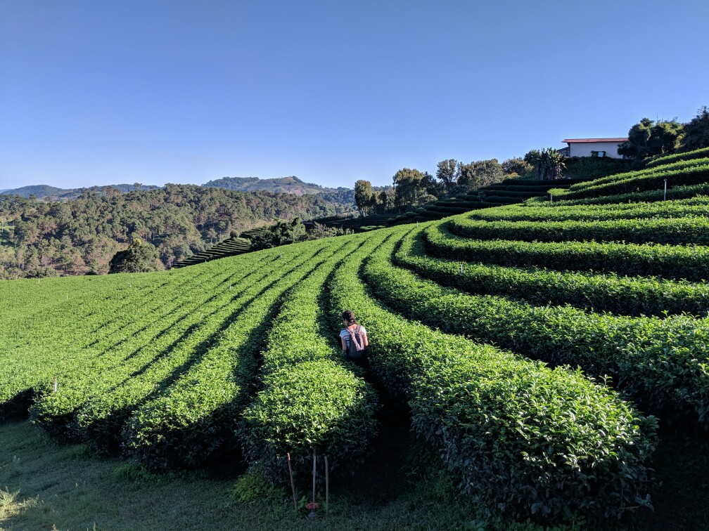 Salomé se balade entre les rangées de thé sur une plantation près de Chiang Rai, Thaïlande