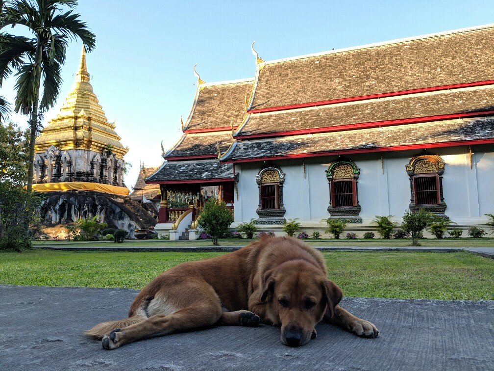 Labrador couleur crème couché devant un temple bouddhiste de Chiang Mai, Thaïlande