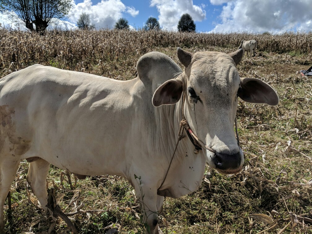 Portrait d'une vache dans un champs sur le trek entre Kalaw et Inle en Birmanie