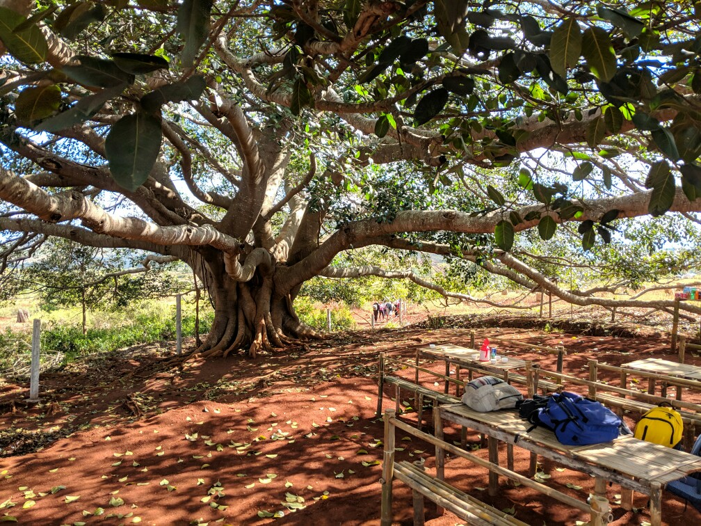 Tables de pique-nique sous un bayan tree le long du trek de Kalaw Inle