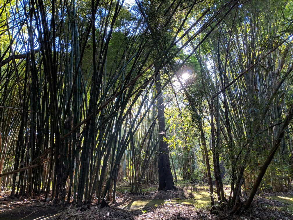Forêt de bambous du jardin botanique de Pyin Oo Lwin en Birmanie