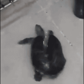 Une tortue danse en recevant de l'eau sur le dos
