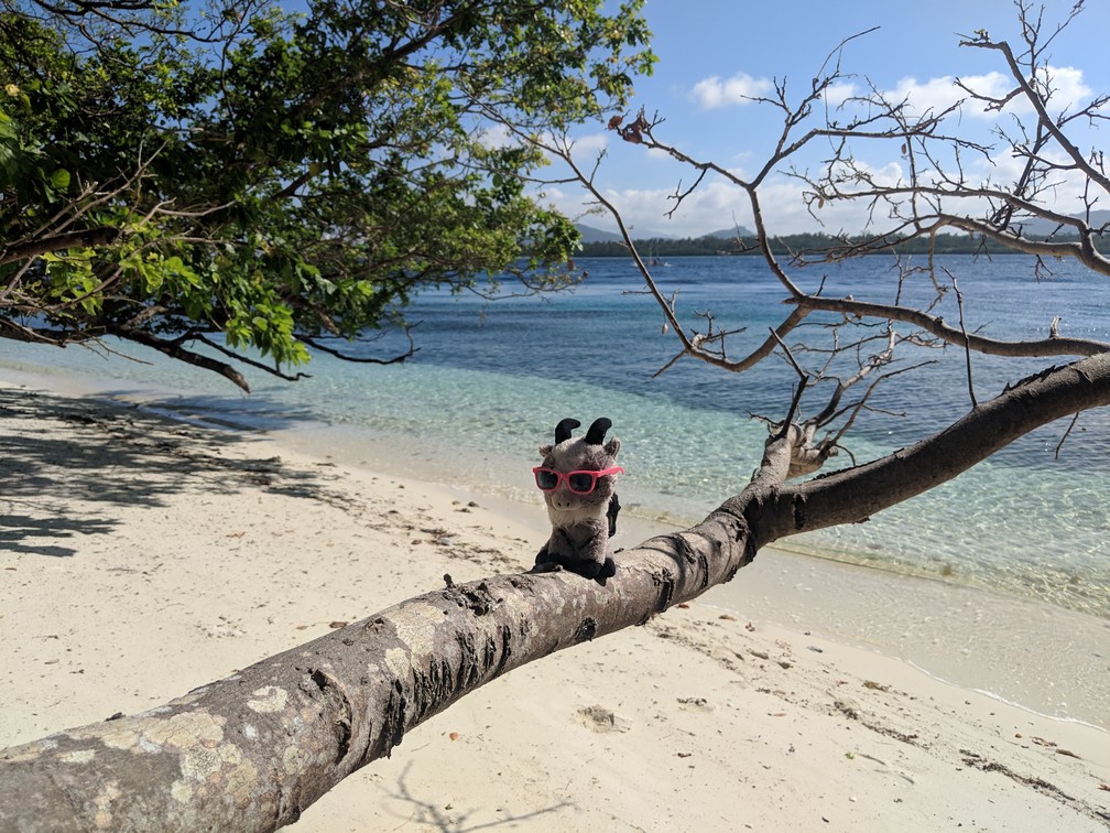 Biquette est juchée sur une branche au dessus de la plage de l'île de Caxisigan, la mer en arrière-plan