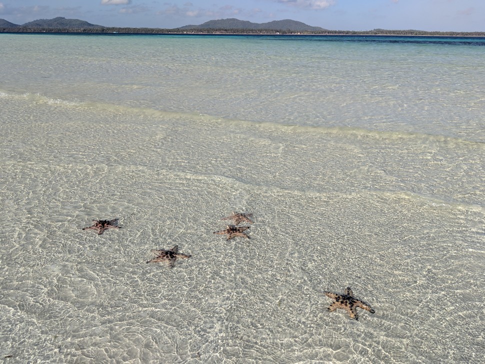 5 étoiles de mer au bord du banc de sable avec de l'eau transparente
