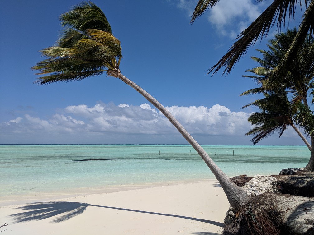 Un grand cocotier est fortement penché sur la plage devant la mer turquoise d'Onok island