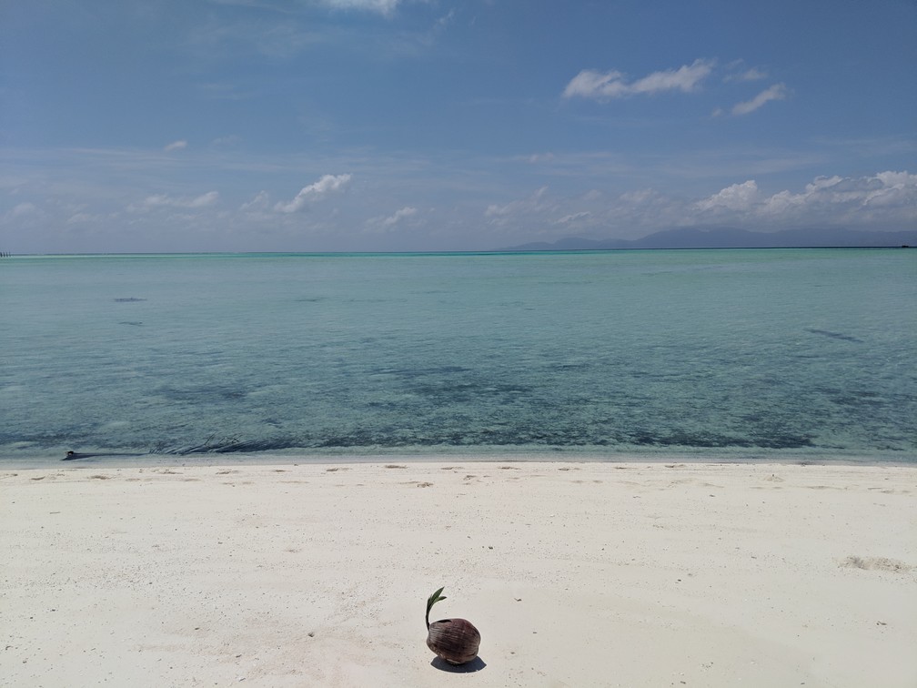Une jeune pousse de cocotier sortant de sa noix est posée sur la plage devant la mer turquoise d'Onok island