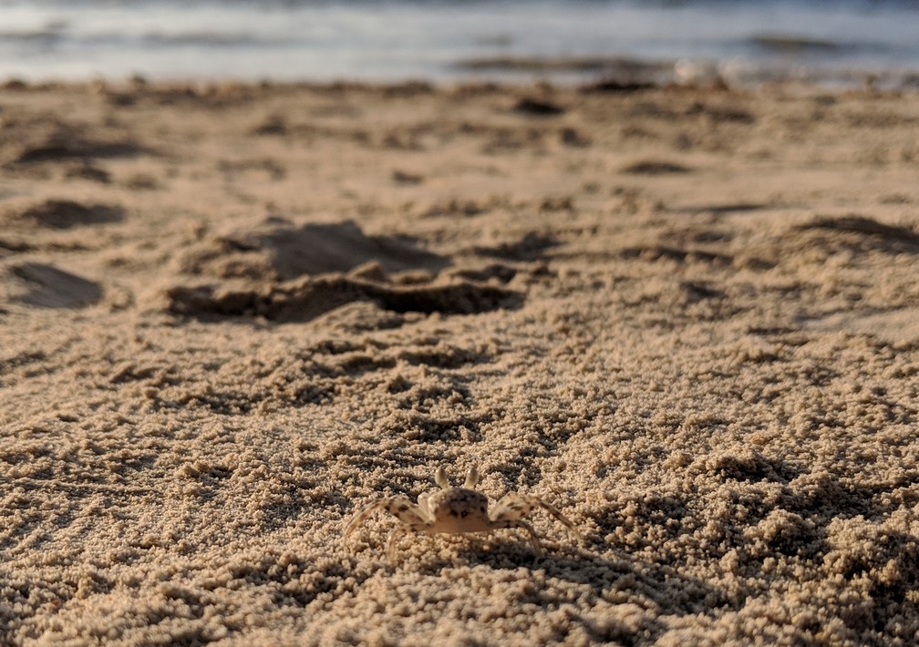 Crabe devant la mer sur Coconut Beach