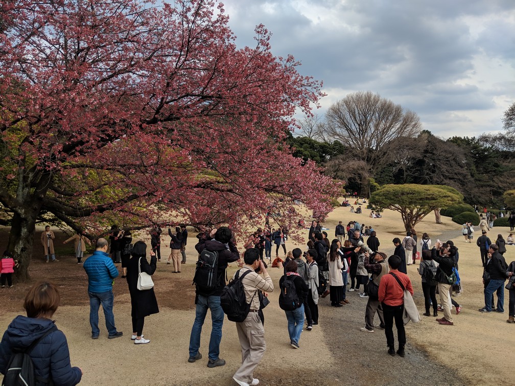 Une foule est amassée devant un cerisier en fleur au parc de Shinjuku-Gyoen