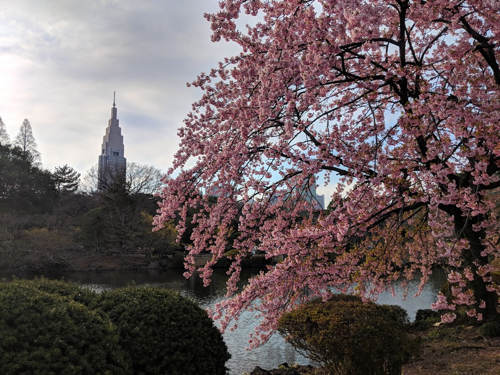 Cerisier en fleur dans le parc de Shinjuku-Gyoen, avec une tour en arrière-plan