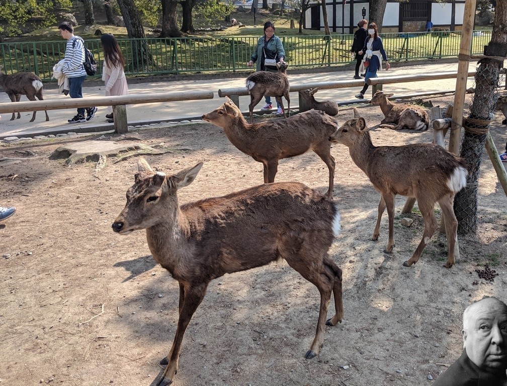 Des daims se baladent dans le parc de Nara