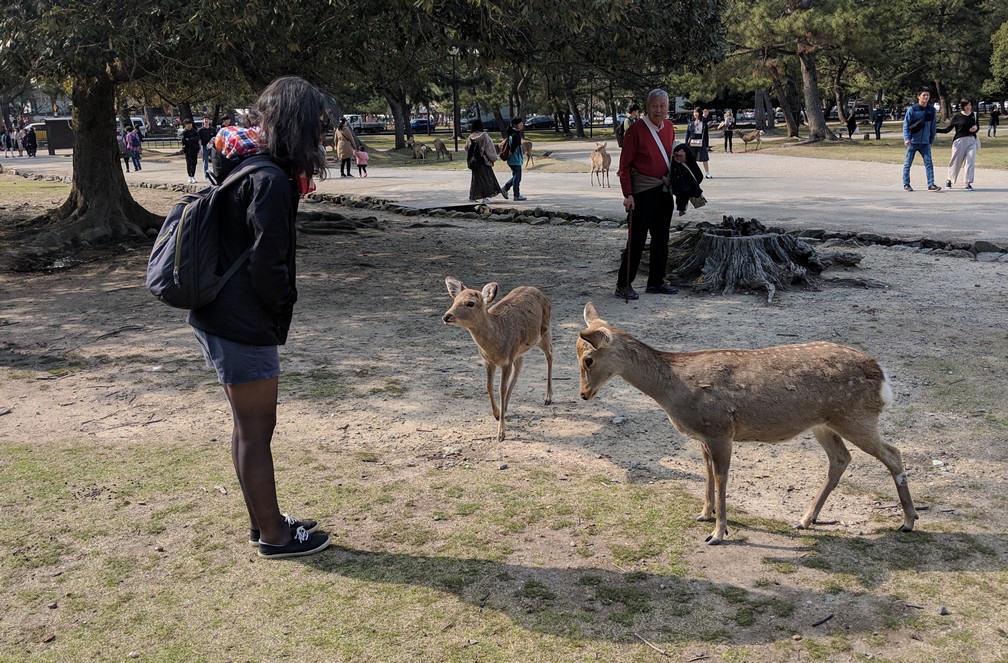 Deux daims approchent Salomé dans le parc de Nara