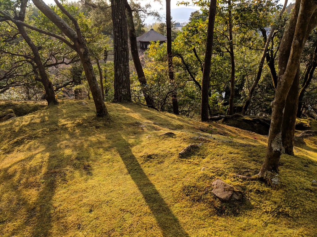 Un parterre de mousse entre les arbres qui surplombent le temple de Ginkaku-Ji