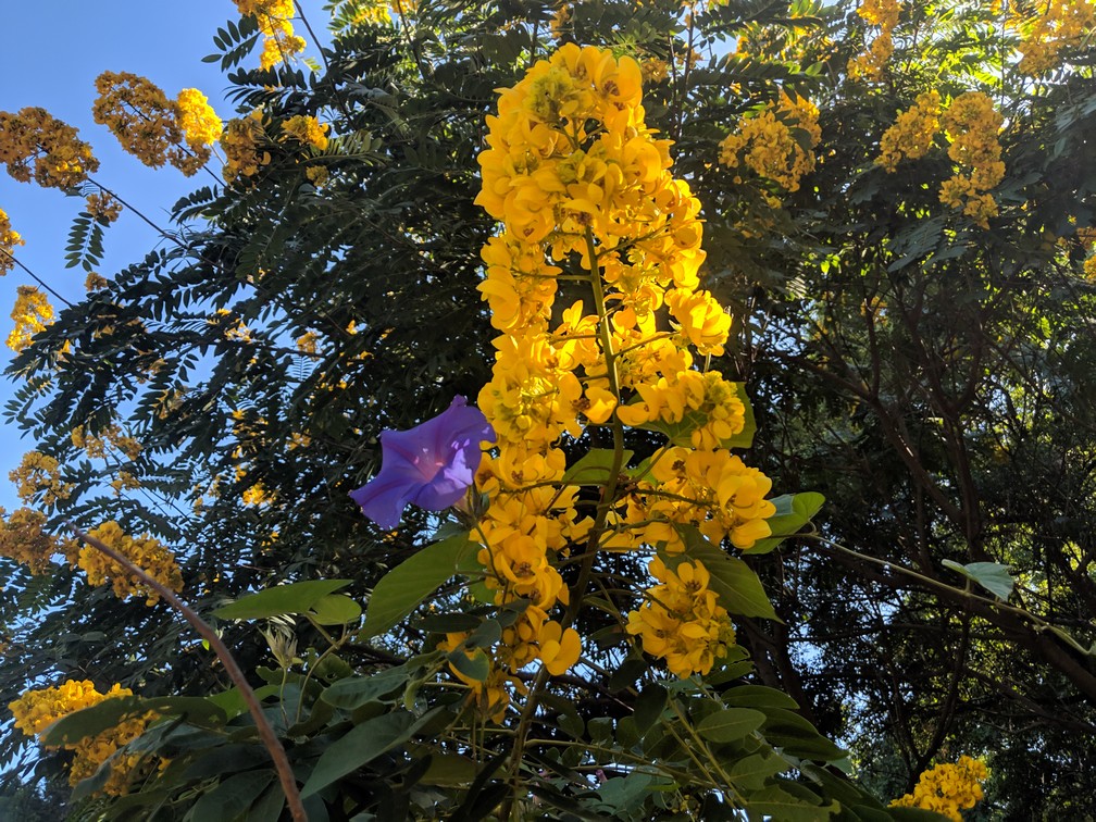 une fleur jaune et une fleur violette au jardin botanique de Buenos Aires