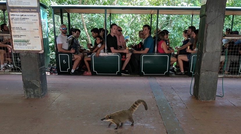 Un coati se balade sur le quai devant le petit train d'Iguazu