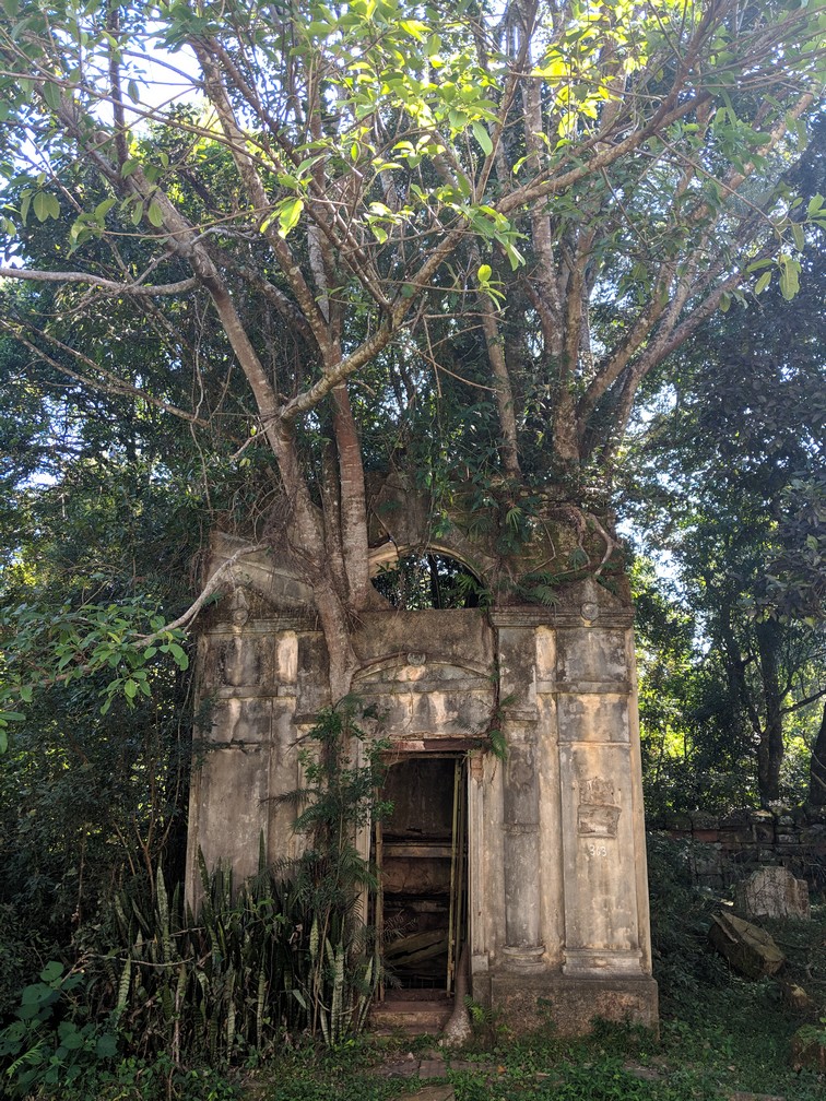 Un arbre pousse sur une stèle dans le cimetière dans la mission jésuite de Santa Ana