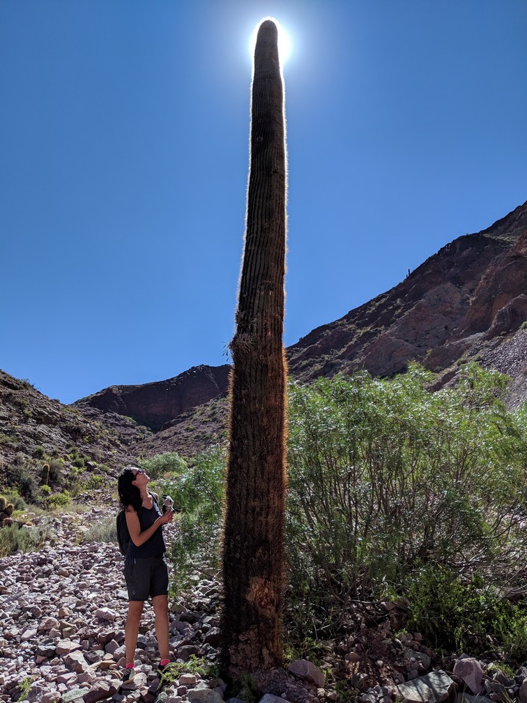 Cactus géant dans les environs sur la boucle nord de Salta en Argentine