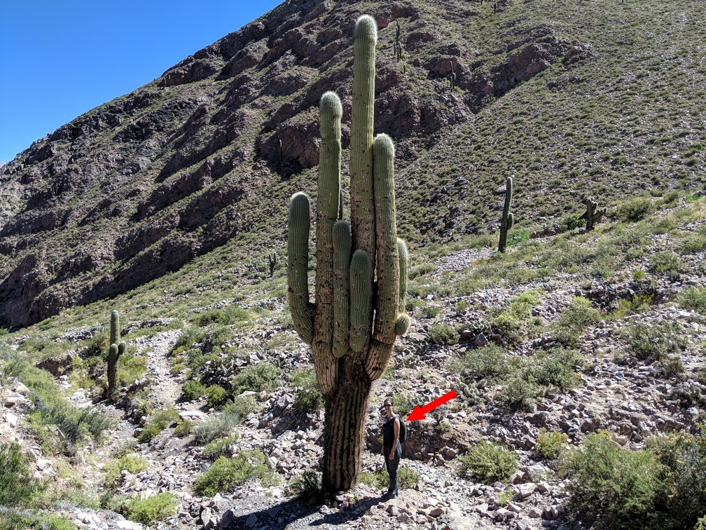 Salomé à côté d'un cactus géant à Tilcara en Argentine