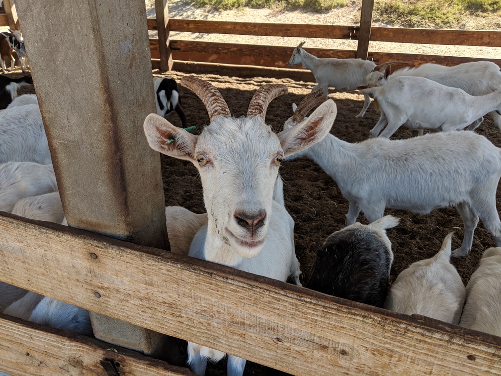 Une chèvre nous regarde depuis son enclos dans la ferme Cabras de Cafayate