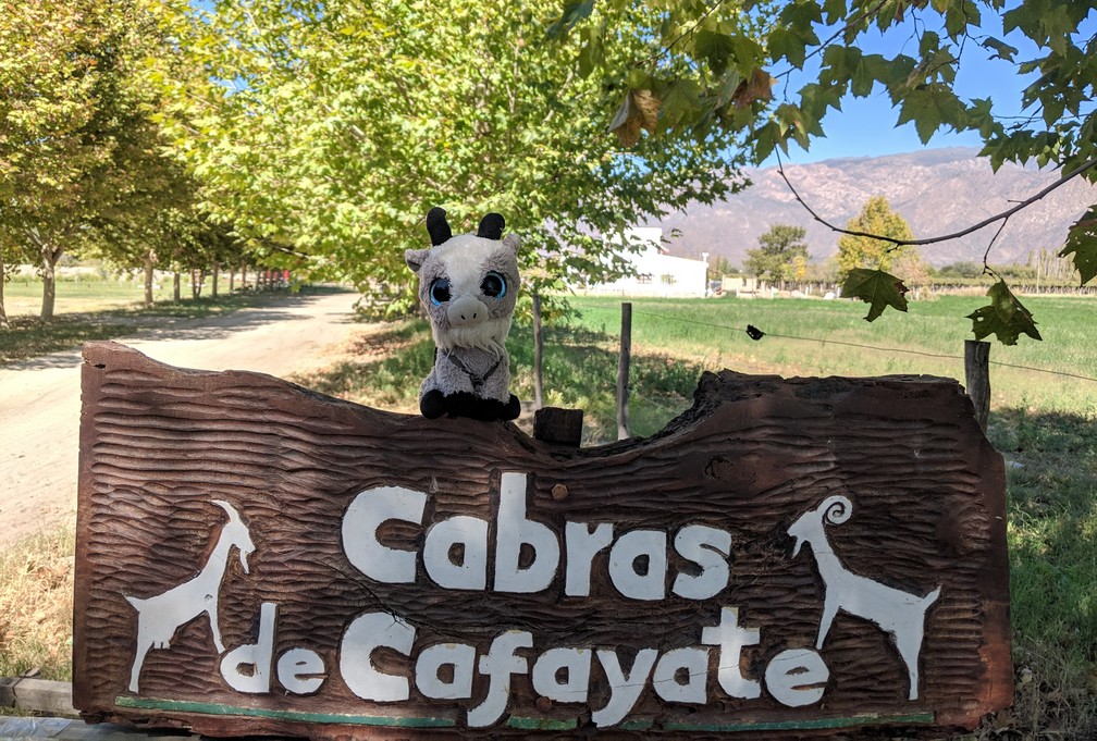 La Biquette se tient sur l'enseigne de la ferme Cabras de Cafayate