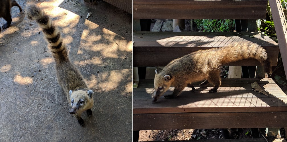 Deux photos de coatis à Iguazu