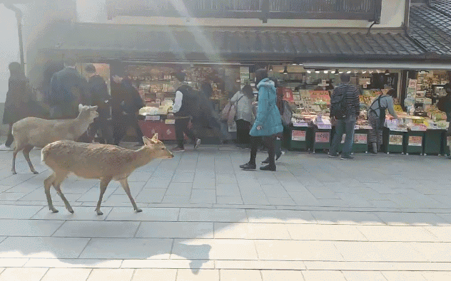 Gif animé d'un daim qui marche devant des magasins dans une rue de Nara