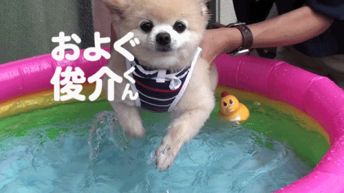 Gif animé d'un petit chien qui essaie de nager dans une piscine gonflable