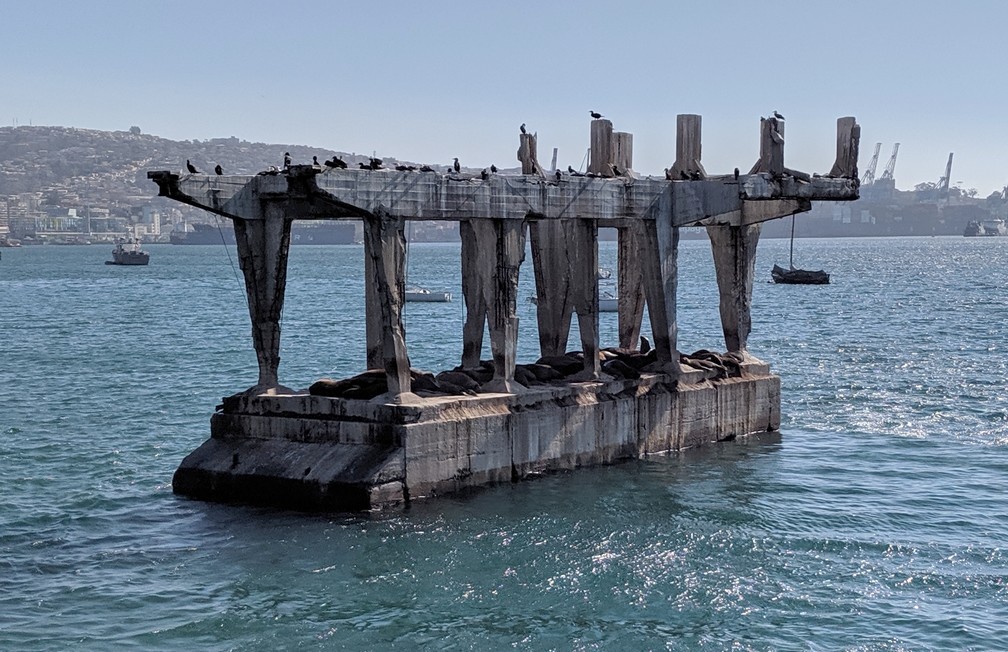 Des lions de mer se reposent sur une plateforme de béton au milieu de la baie à Valparaiso