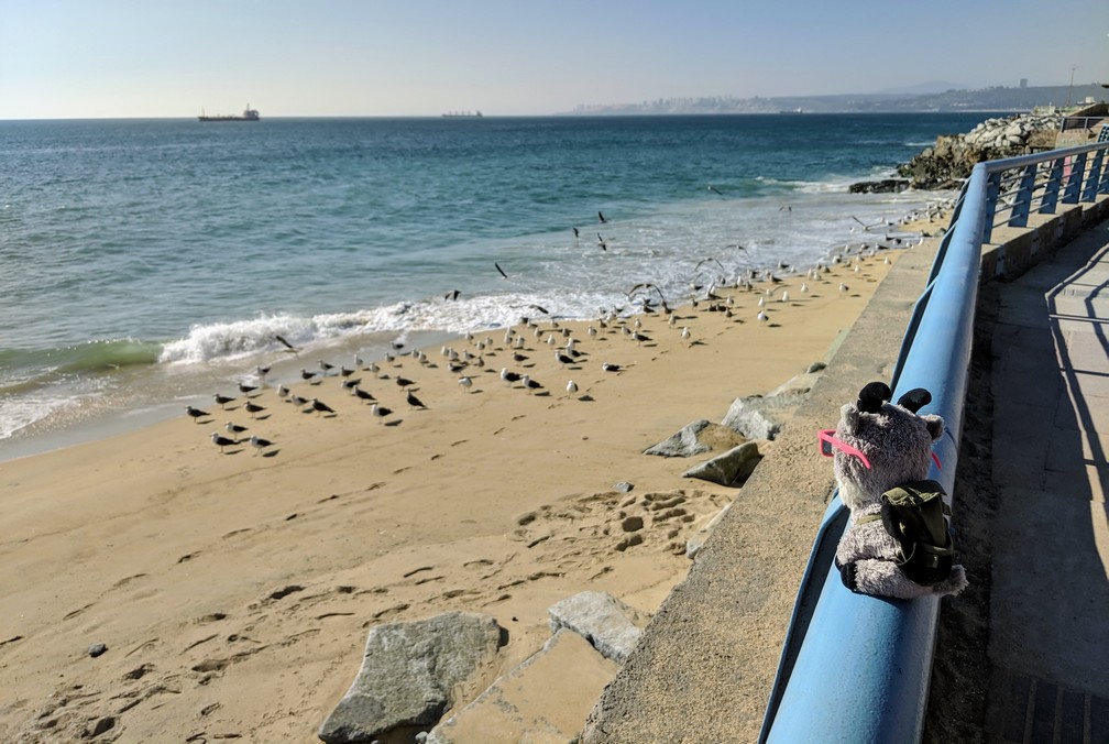 La petite Biquette regarde les mouettes au bord de la plage à Valparaiso