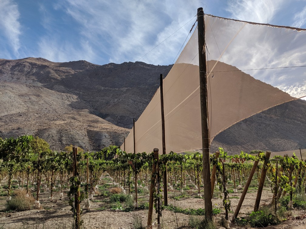 Une grande toile se dresse au dessus d'une vigne dans la vallée d'Elqui pour protéger du vent