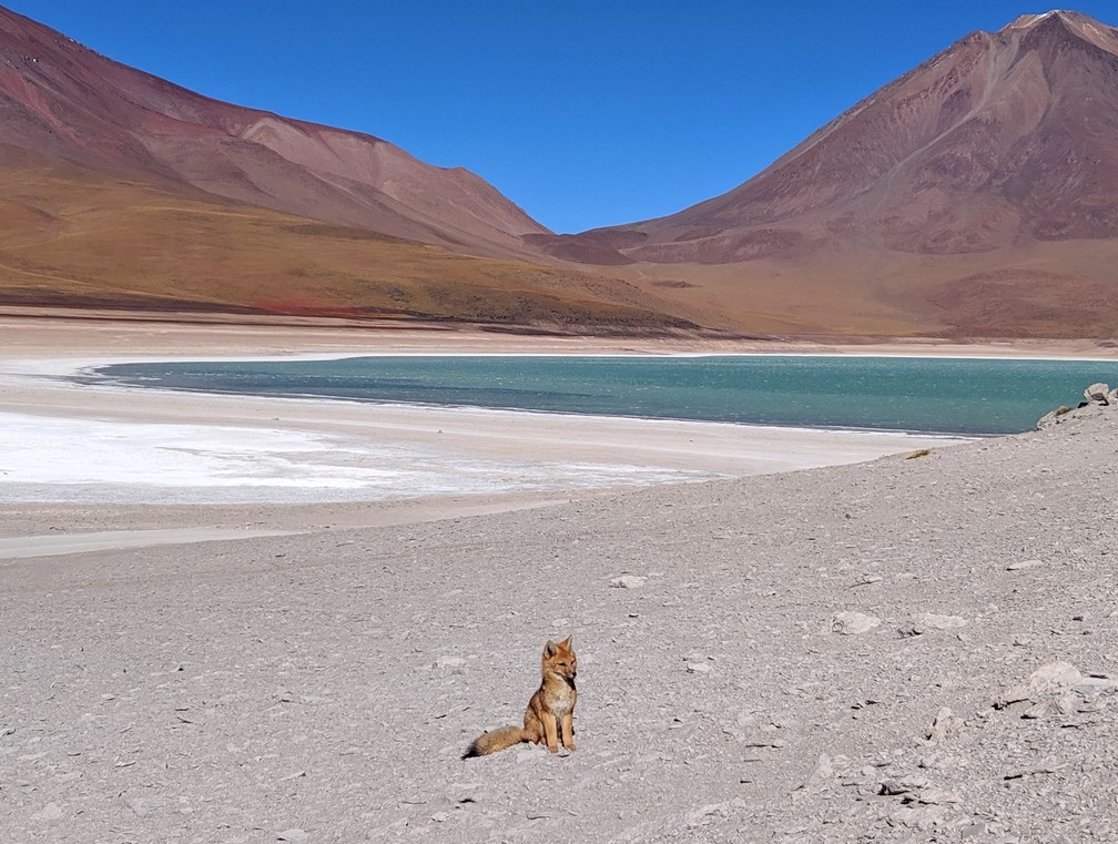 Un renard andin est assis devant la lagune verte en Bolivie