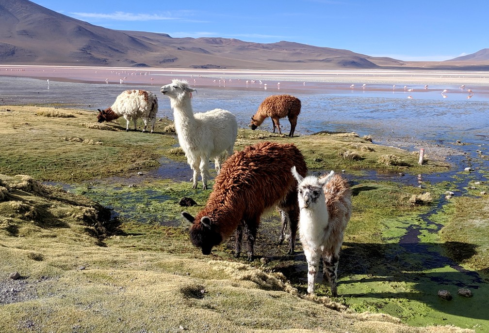 Lamas mangent au bord de la laguna colorada