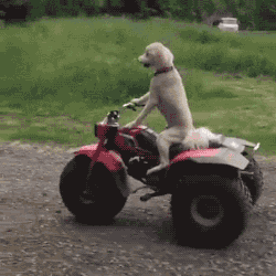 Gif animé d'un chien conduisant un petit véhicule