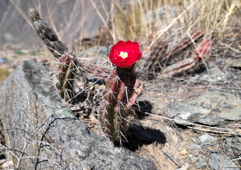 Fleur de cactus rouge