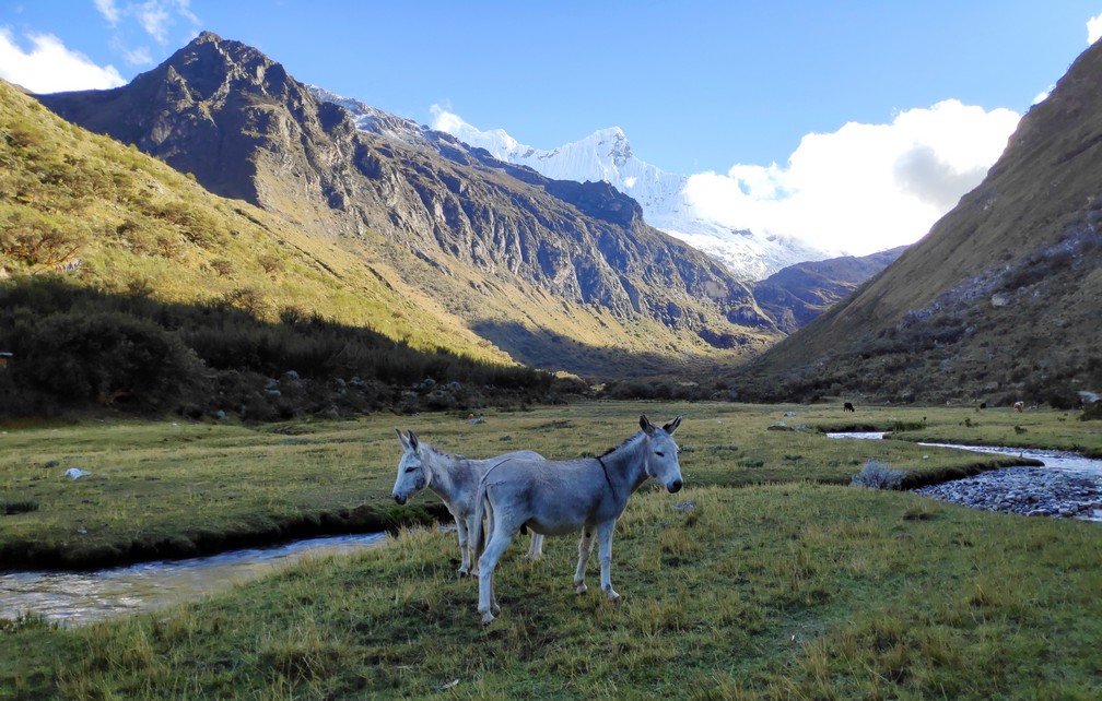Des ânes dans la vallée sur la randonnée de la lagune 69 au Pérou