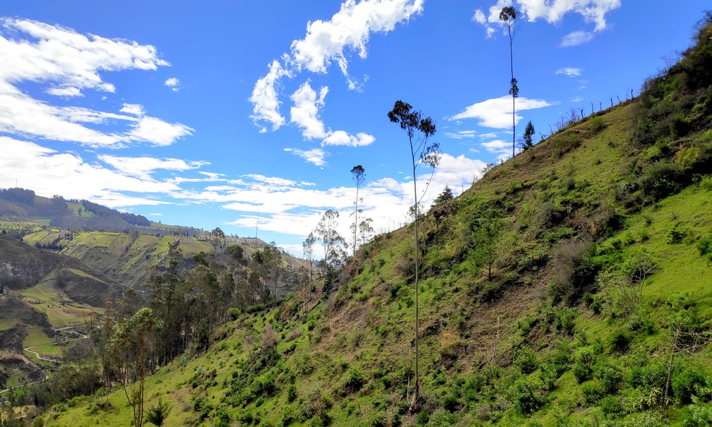Prairie verdoyante sur flac de montagne en Équateur 