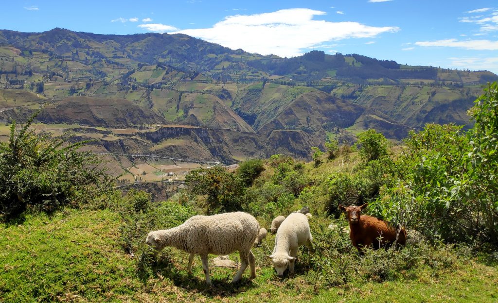 Panorama sur les montagnes avec deux moutons et une chèvre en 1er plan