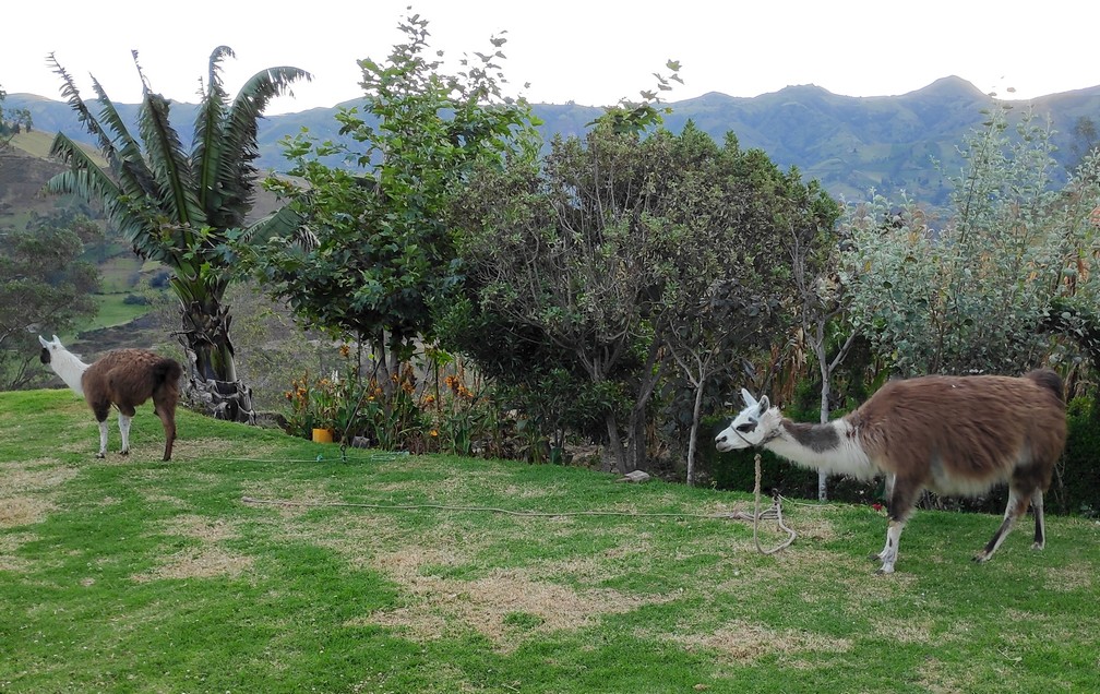 Lamas dans le jardin de l'hostel Taita Cristobal de Isinlivi