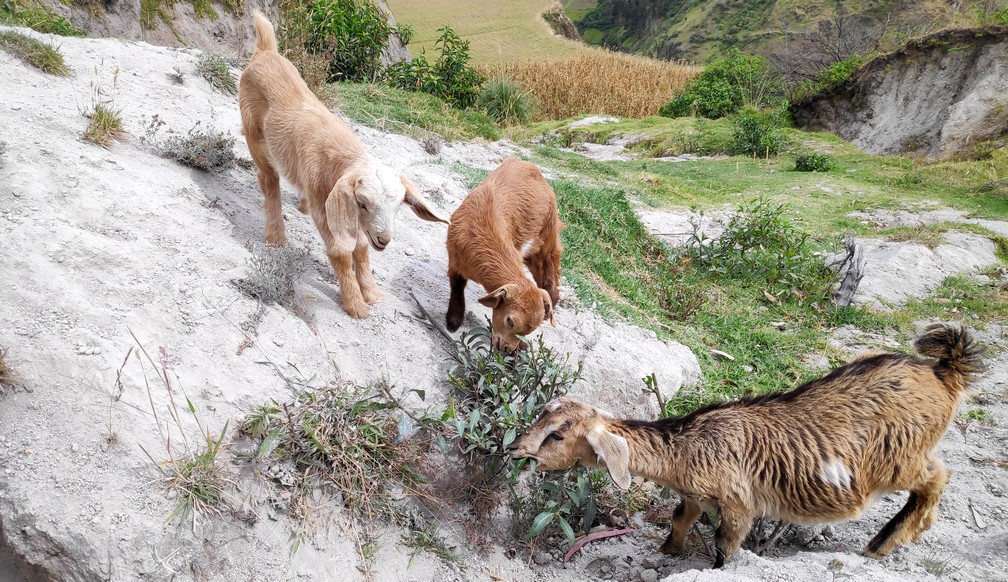 Petites chèvres sur le chemin vers Chugchilan