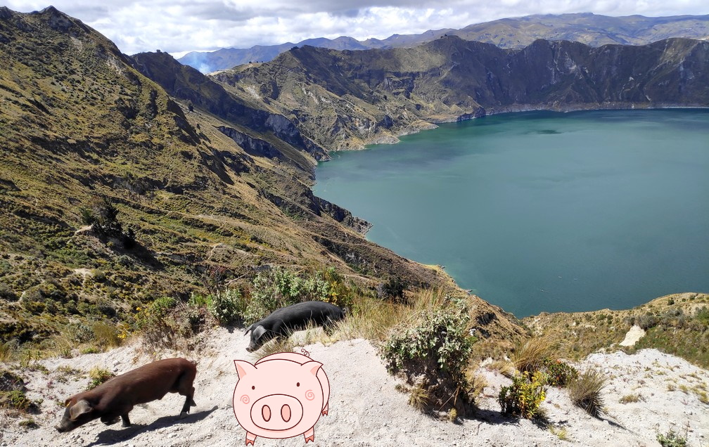 Vue sur la lagune de Quilotoa avec un petit cochon en 1er plan