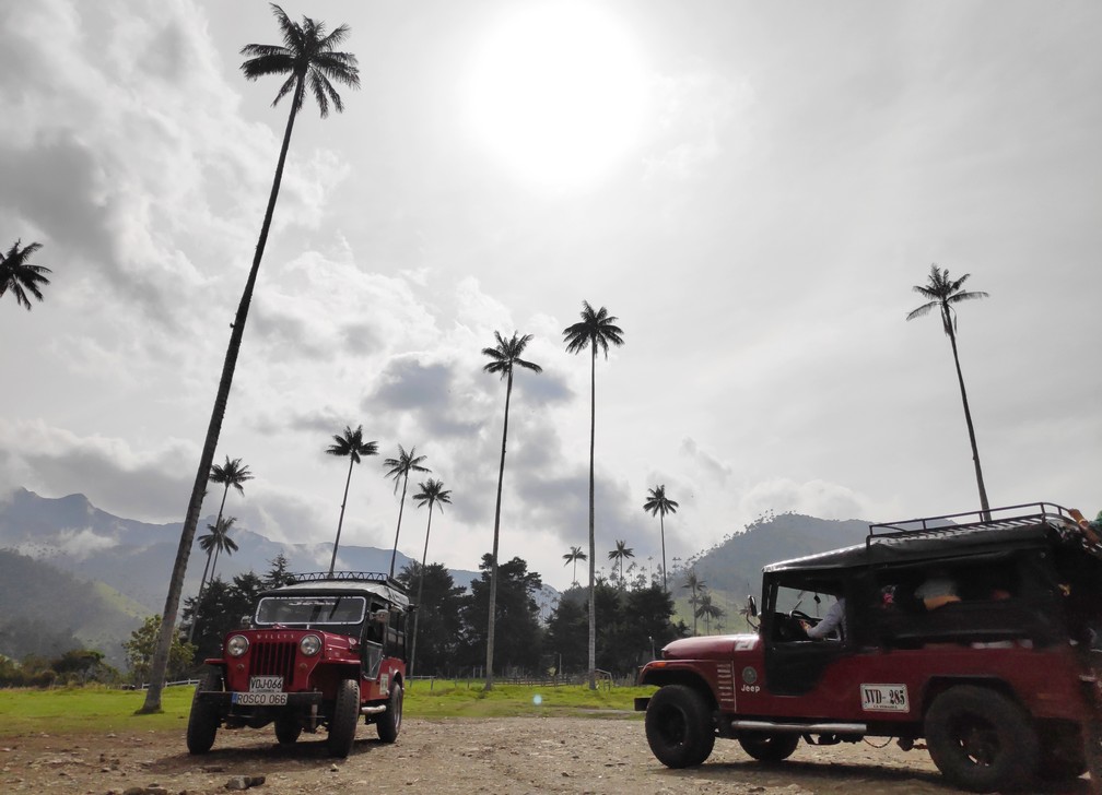 Plusieurs palmiers géants et deux Jeep Willis garée sur un parking