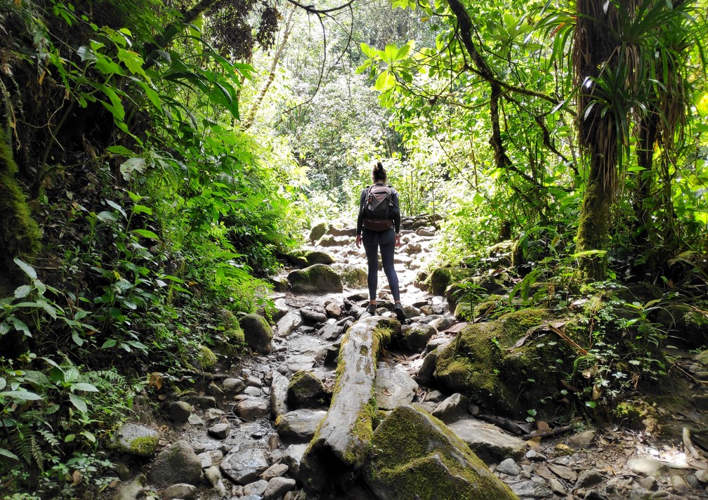 Sentier au milieu de la jungle dans la vallée de Cocora