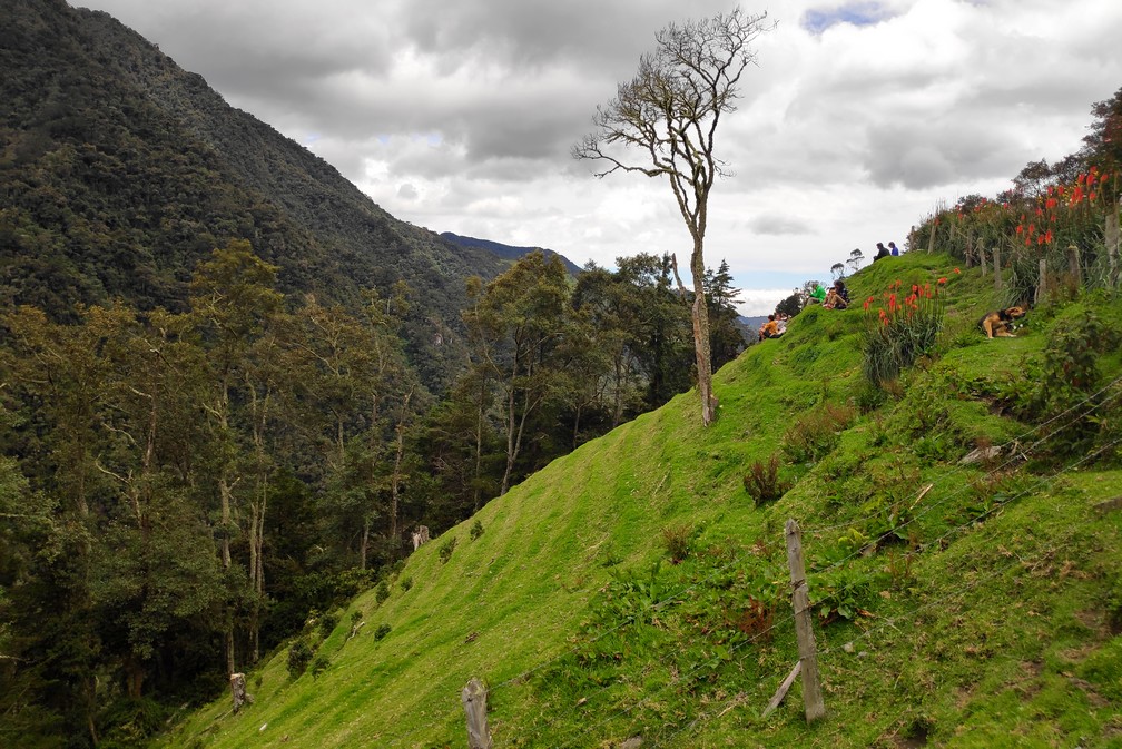 Arbre poussant sur un flanc de colline verdoyant dans le centre de la Colombie