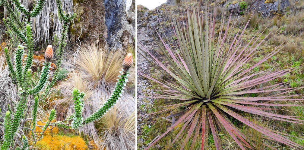 Deux plantes originales du parc de Las Lajas près de Cuenca
