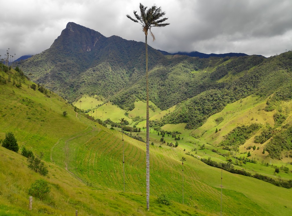 Palmier géant de la vallée de Cocora en Colombie